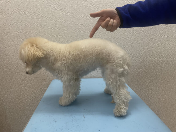 動物の腰骨(椎体)の骨折について